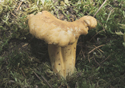 Cantharellus cibarius